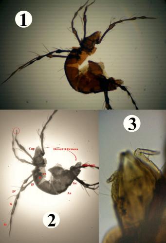 Réf. 197 298 : Damaeus clavipes